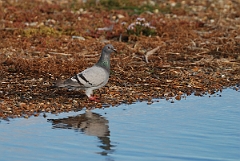David Plant Photography - Wildlife Photographer - Rock dove - A